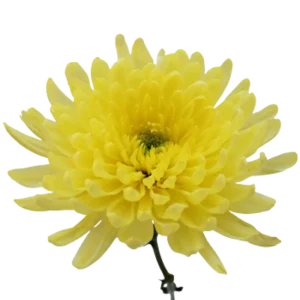 78. Yellow Astroid Cremon