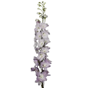 8. Lavender Delphinium