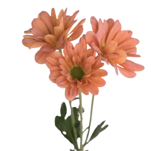 8. Peach Pompon Daisy