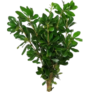 8. Pittosporum Green