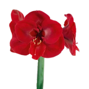 9. Amaryllis Ferrari