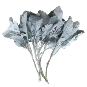 9. Dusty Miller Cloud