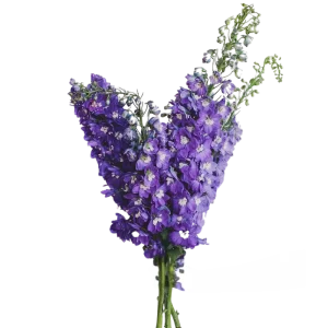 9. Purple Dark Pacific Delphinium