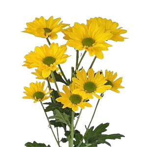 9. Yellow Pompon Daisy