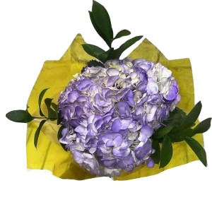 consumer purple