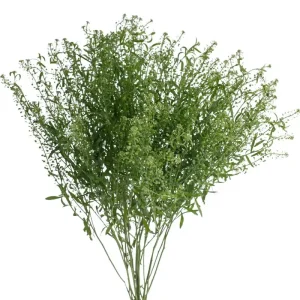 pennycress