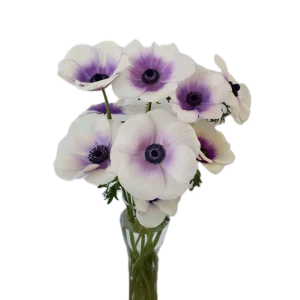BICOLOR VIOLA