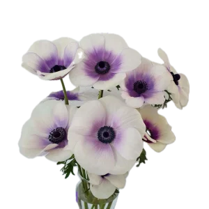 BICOLOR VIOLA