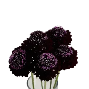 BLACKBERRY