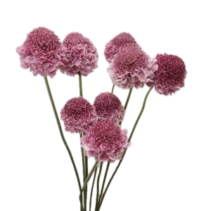 COTTON CANDY