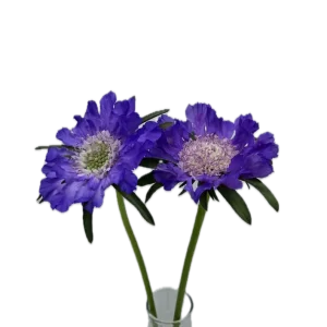 FAMA DEEP BLUE
