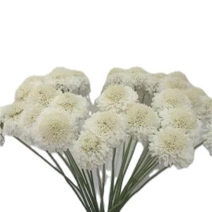 FOCAL WHITE
