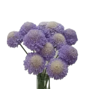 LAVANDER