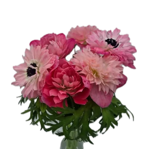 LEVANTE PINK