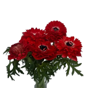 LEVANTE RED