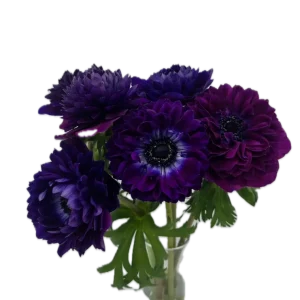 LEVANTE VIOLA