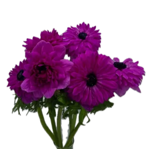 Levante hot pink