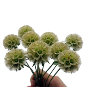 SCABIOSA PODS