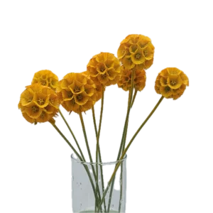 Scabiosa Pods Painted