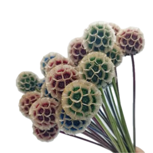 Scabiosa Pods Tinted