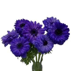 levante blue