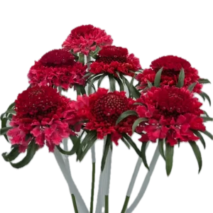 scabiosa cherry
