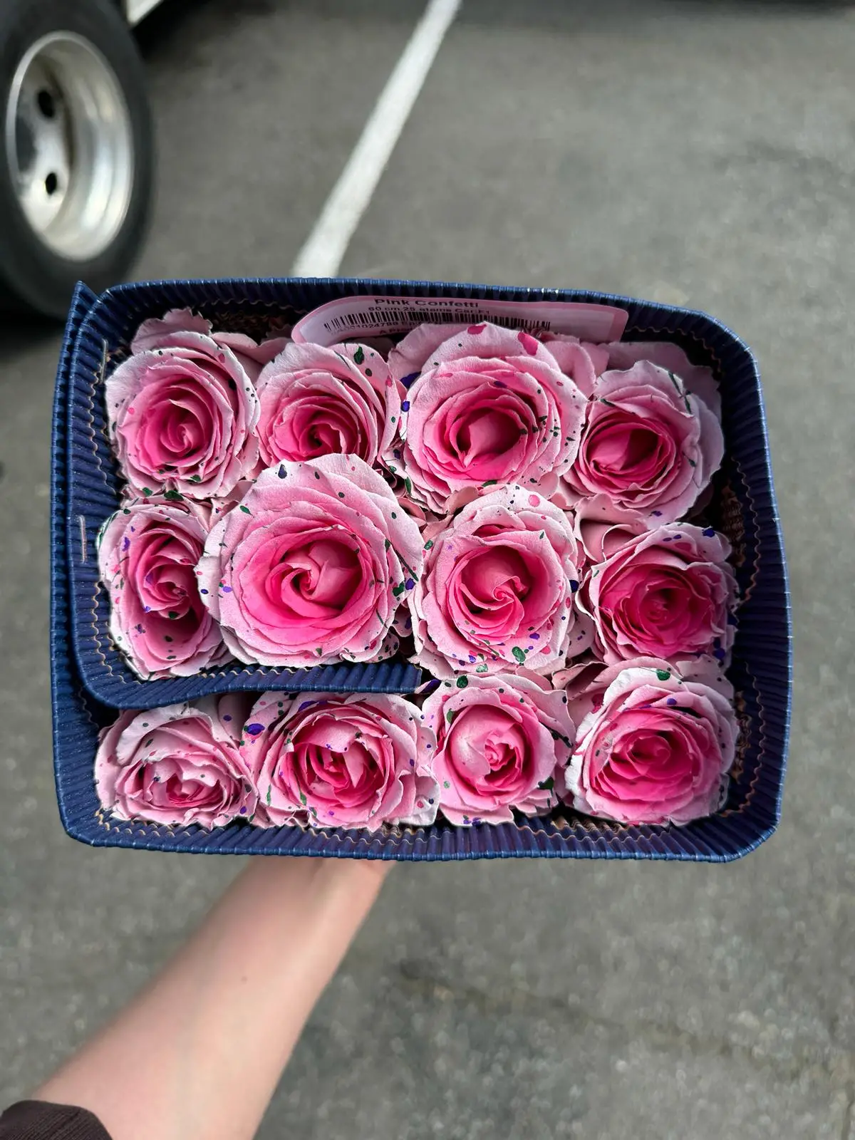 Valentine Rose Variety