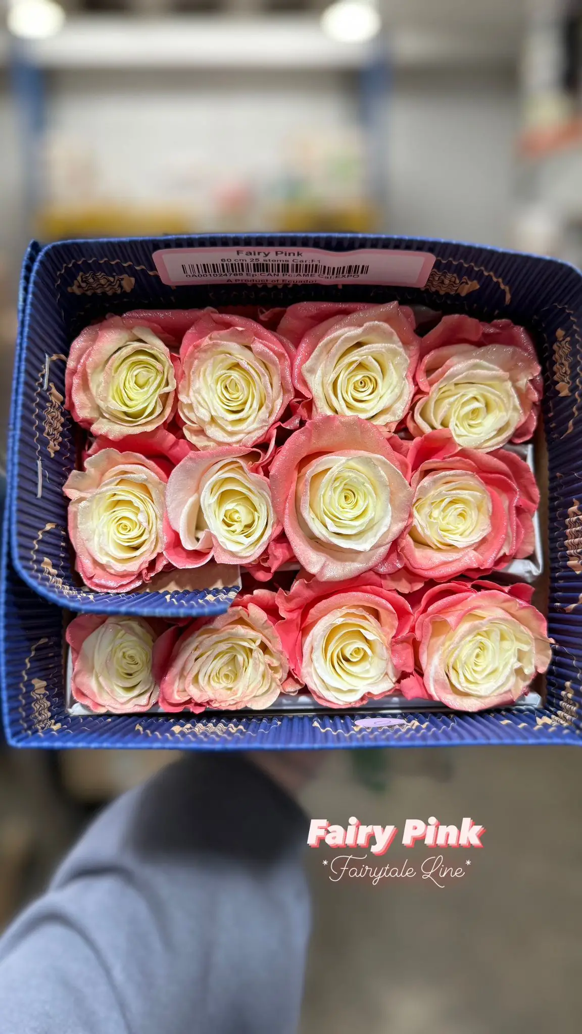 Valentine Rose Variety