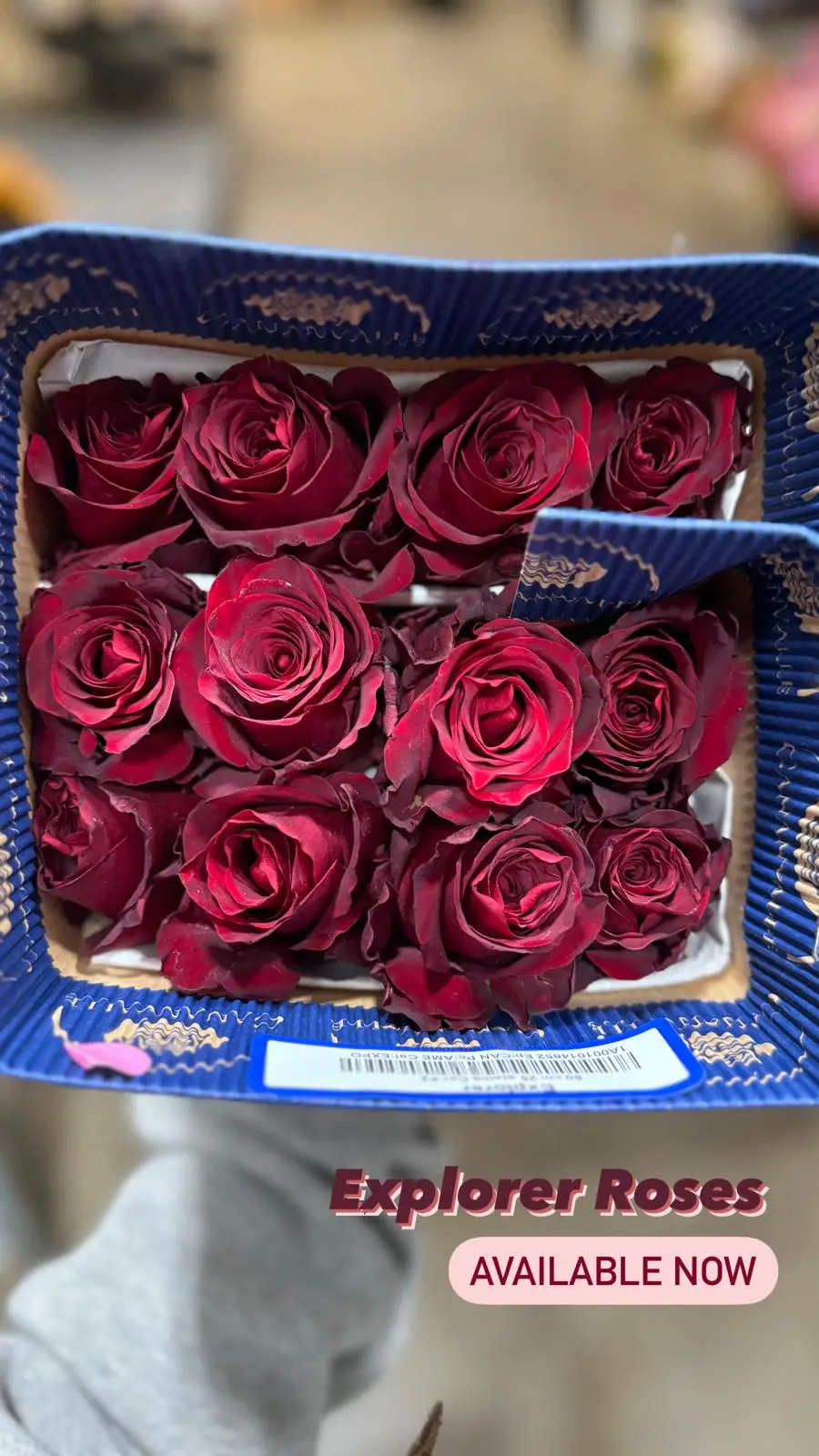 Valentine Rose Variety