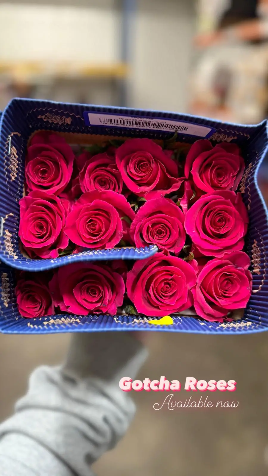 Valentine Rose Variety