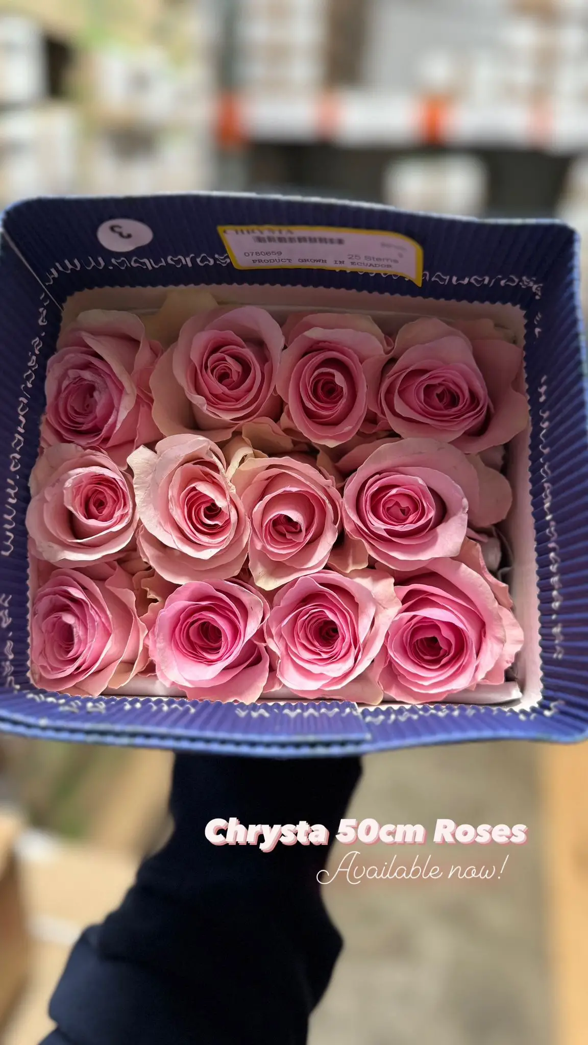 Valentine Rose Variety