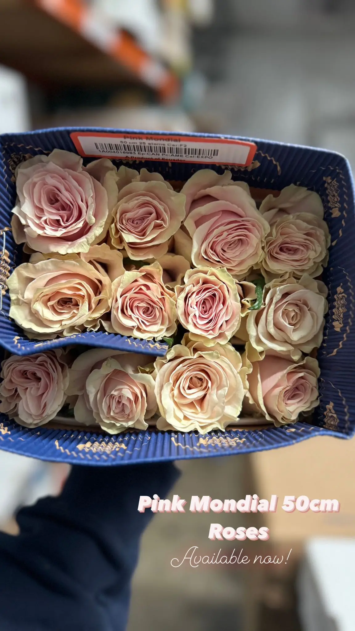 Valentine Rose Variety
