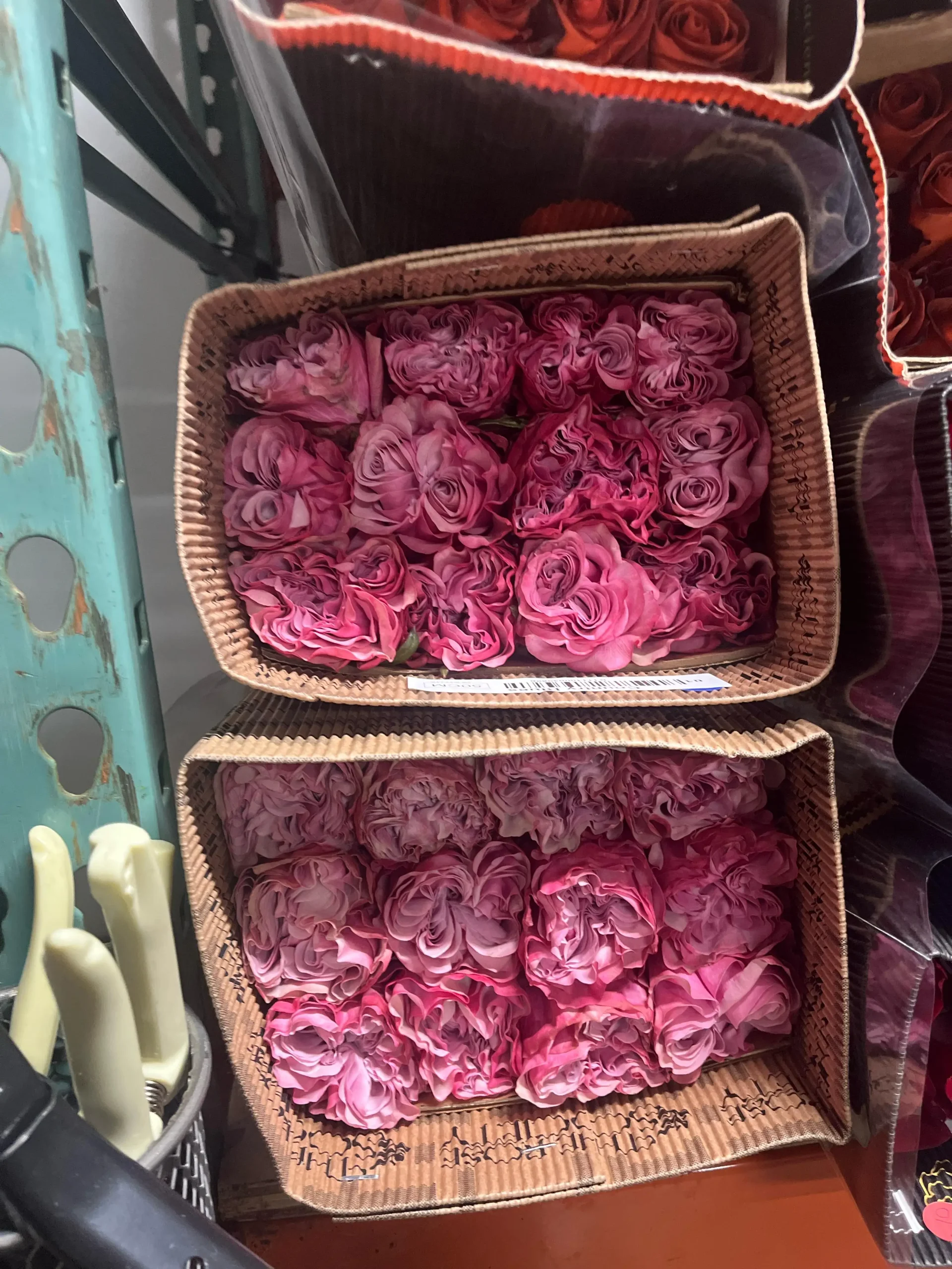 Valentine Rose Variety