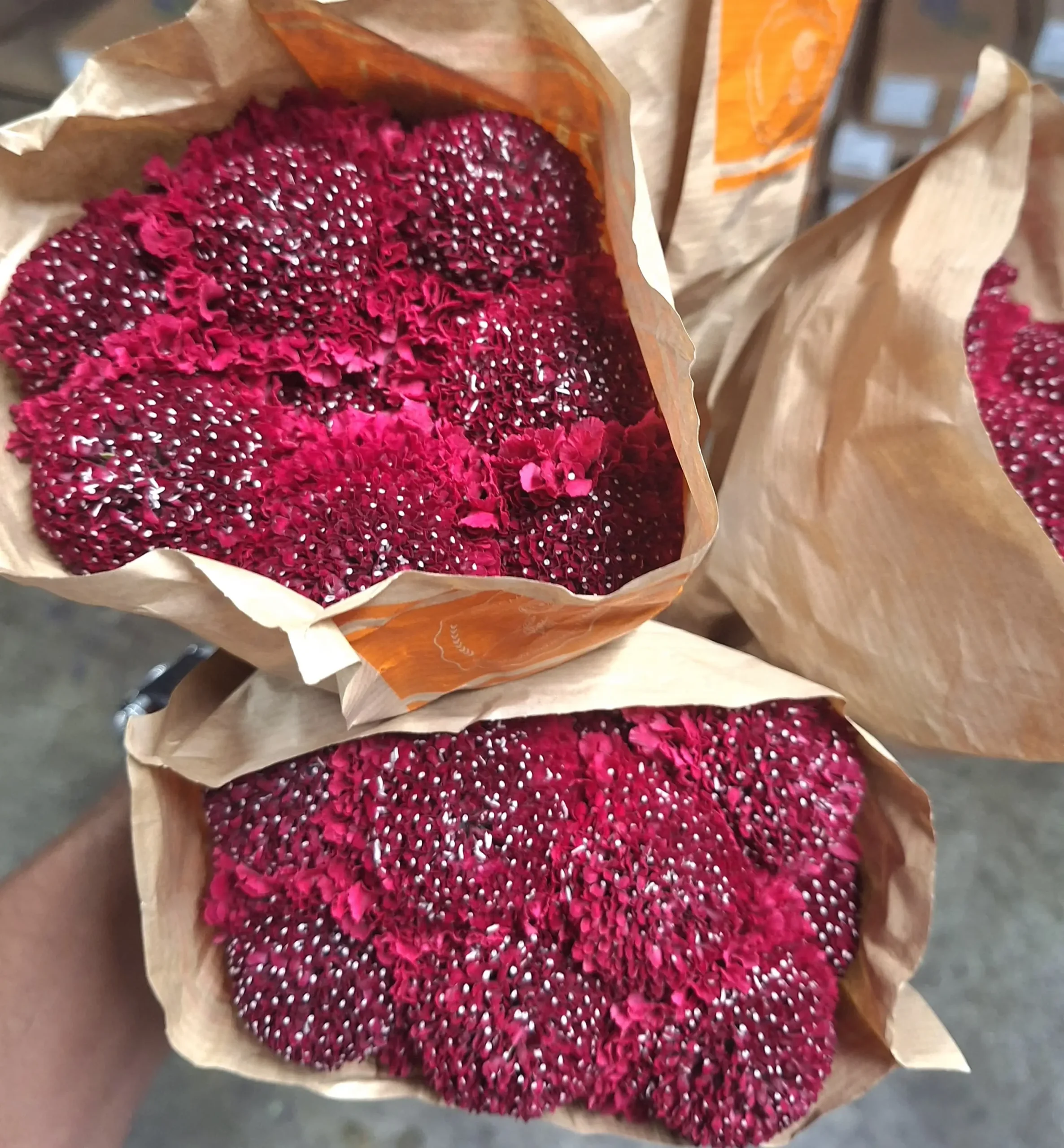 Valentine Specialty Bloom