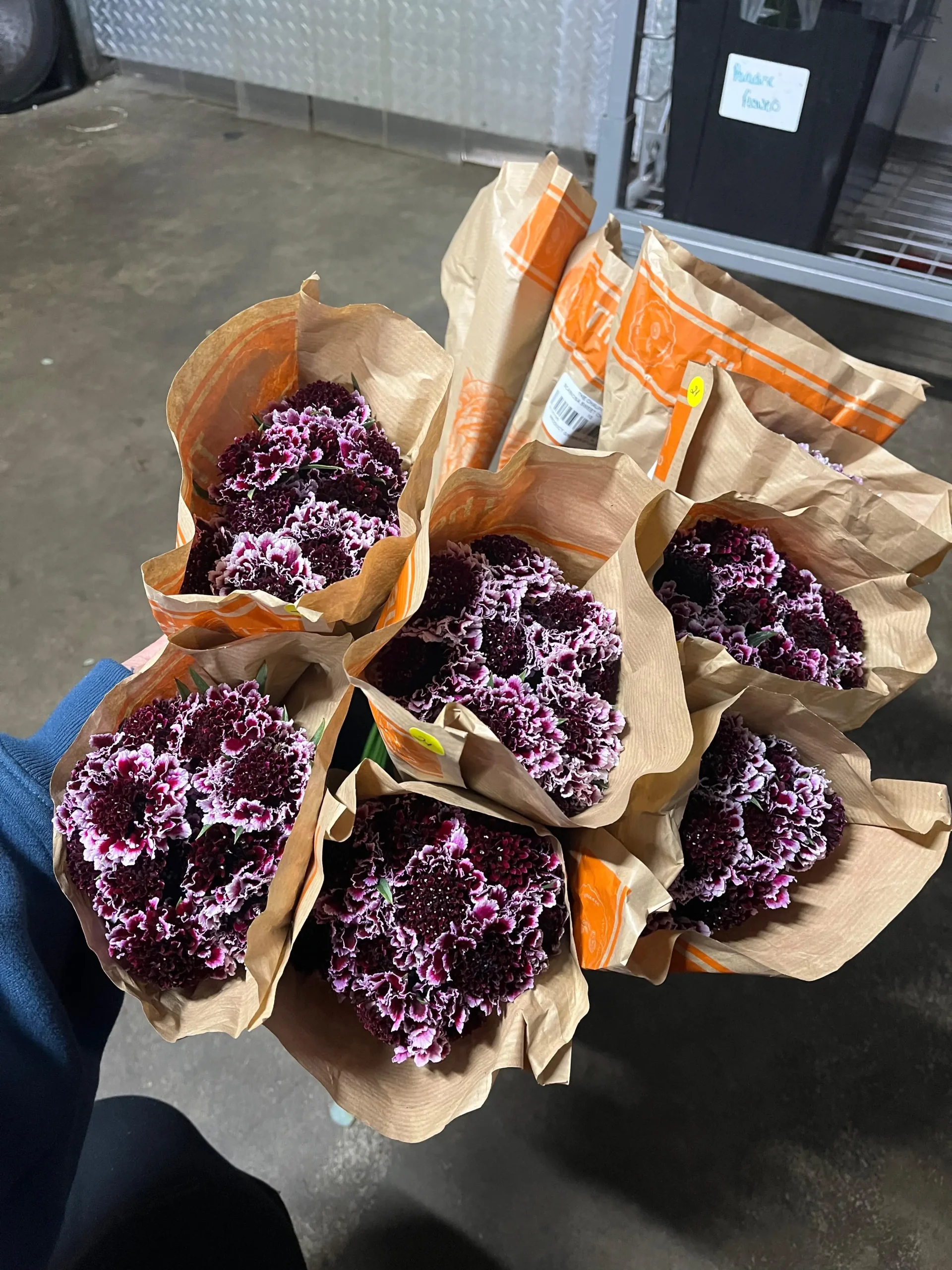 Valentine Specialty Bloom