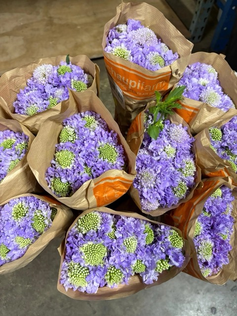 Valentine Specialty Bloom