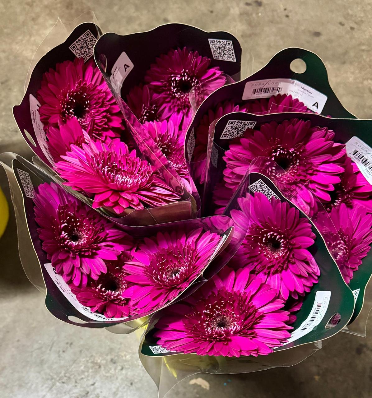 Pink Gerbera