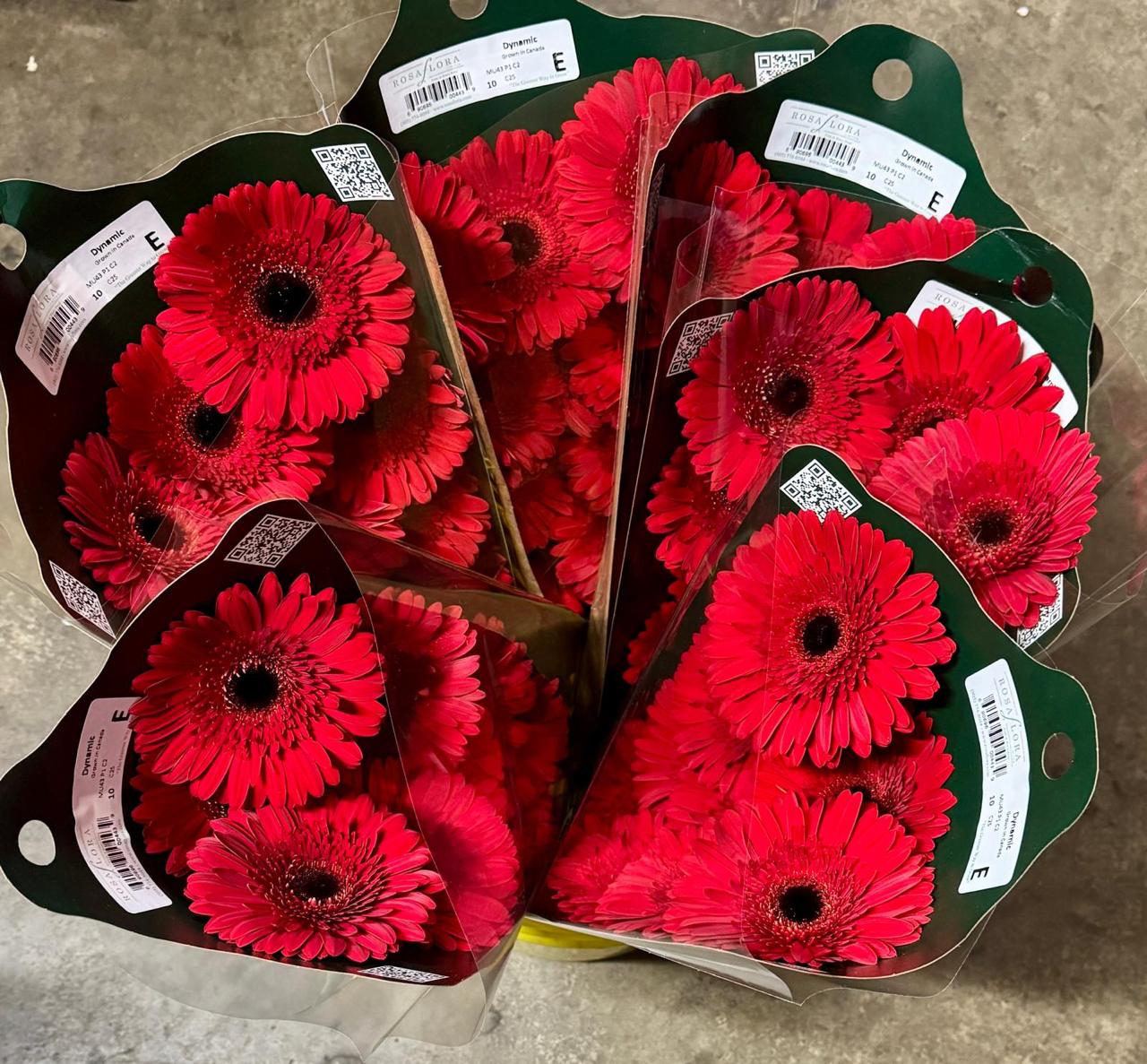 Red Gerbera