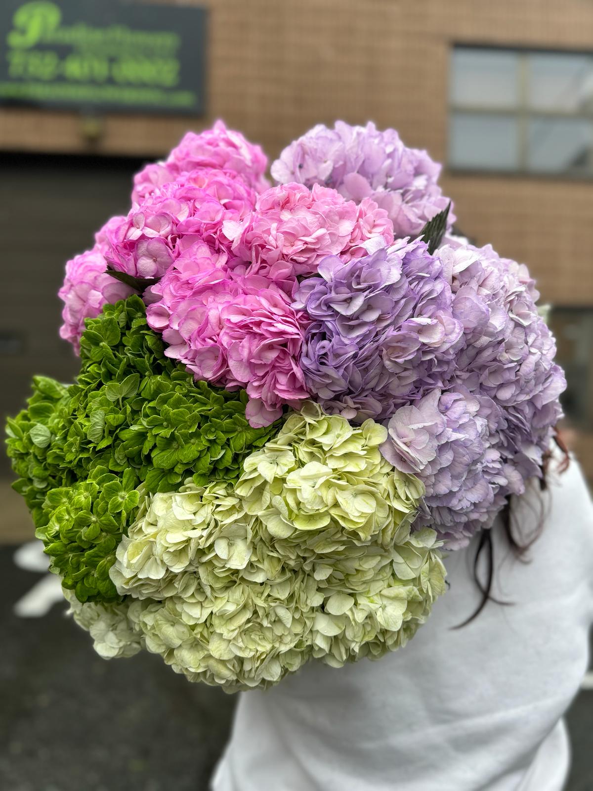 Red Hydrangea