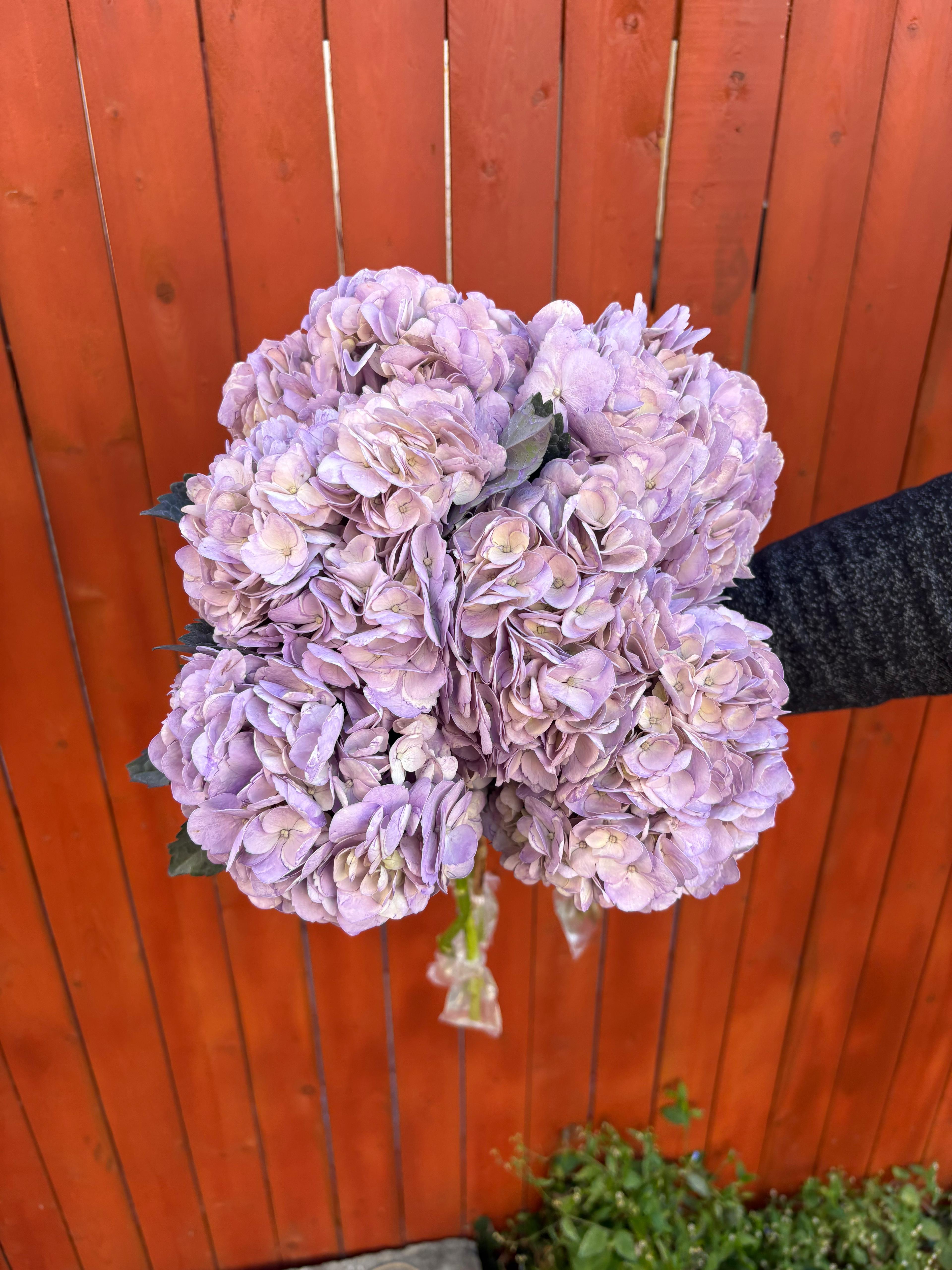 Cerisse Hydrangea