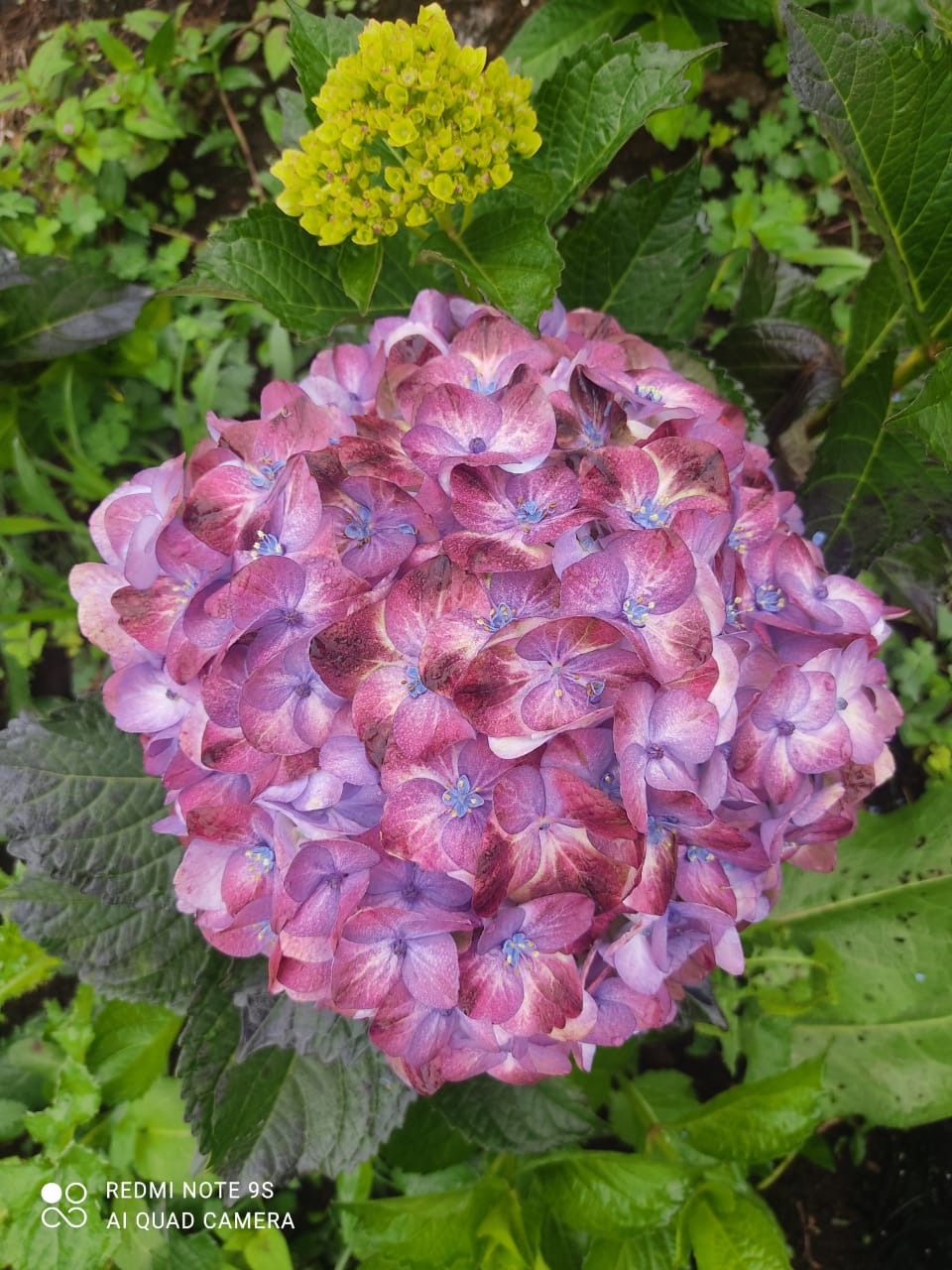 Medium Pink Hydrangea