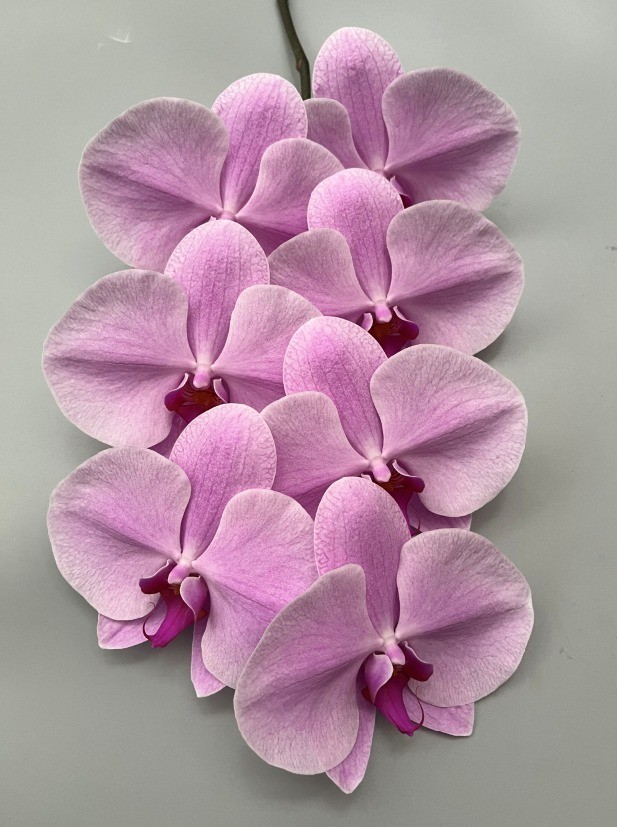 Valentine Orchid Variety