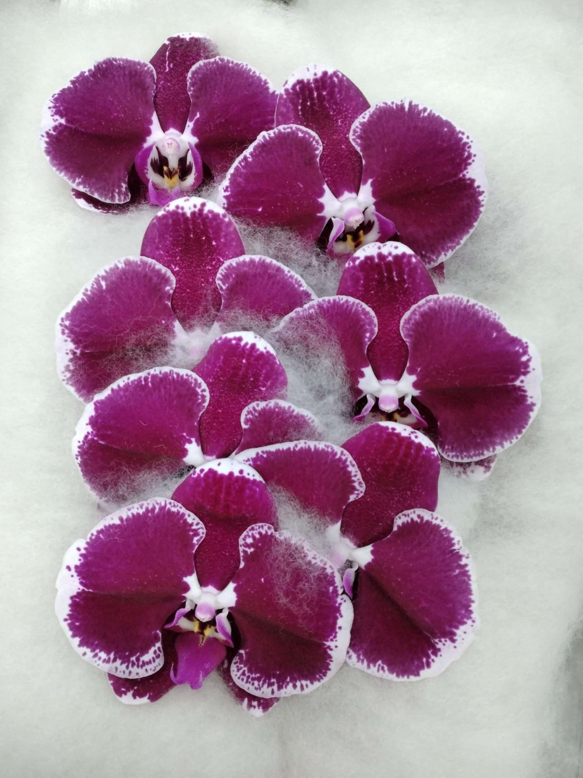 Valentine Orchid Variety