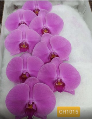 Valentine Orchid Variety