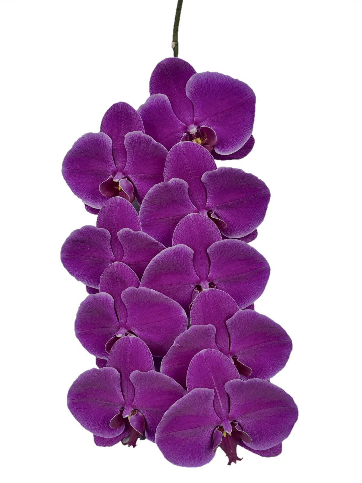 Valentine Orchid Variety