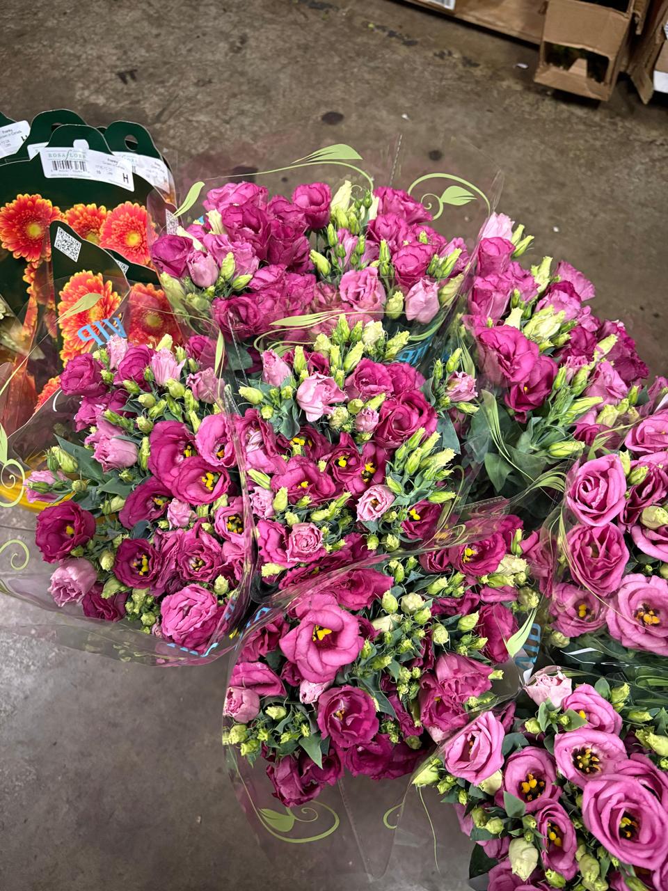 Lisianthus Variety